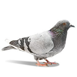 illustration d’un pigeon