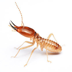 Termite