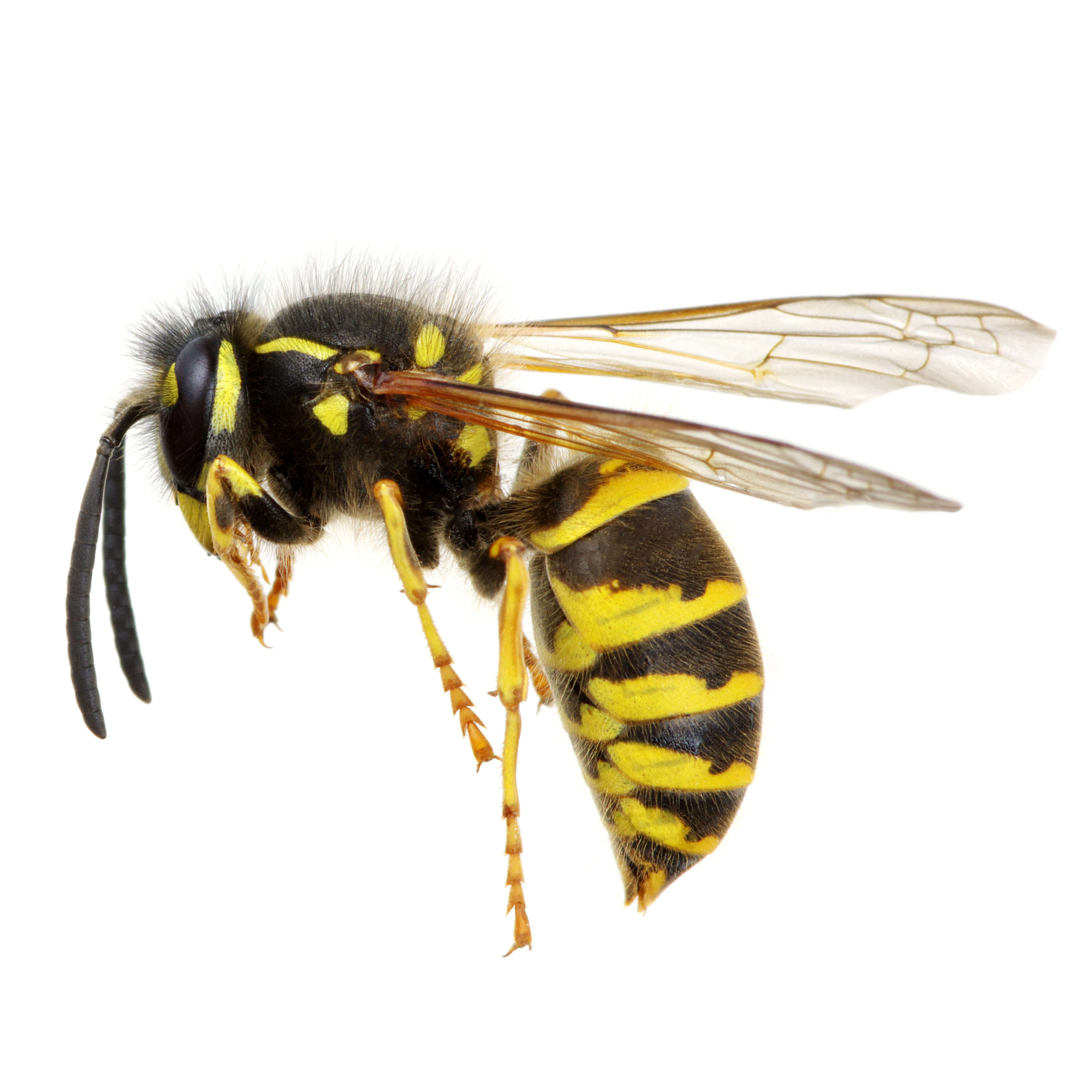 Close up of a yellowjacket